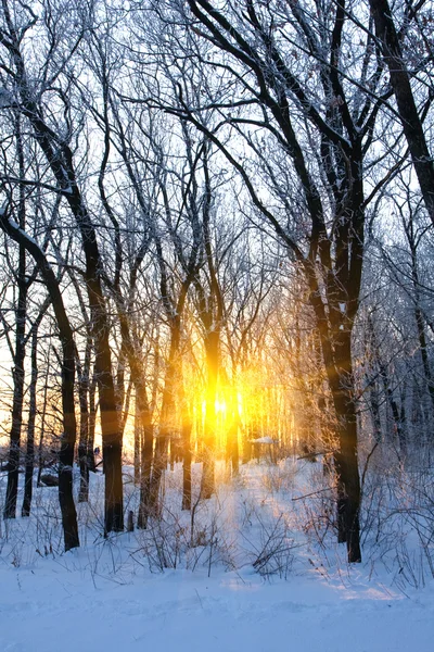 Napsütéses téli erdőben — Stock Fotó