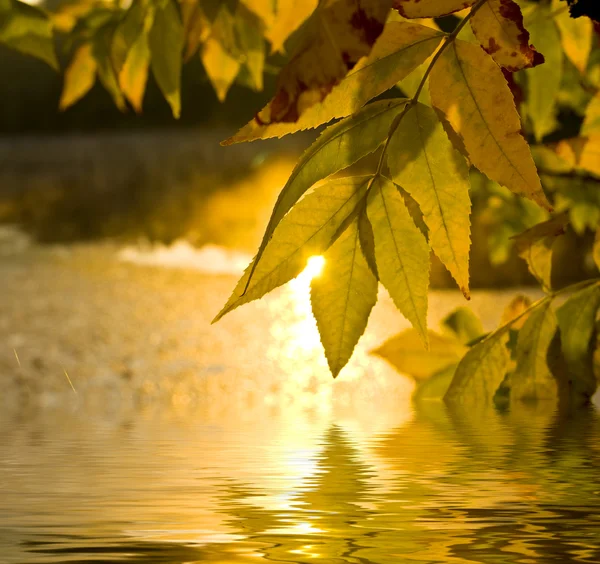 金色的秋天主题 — 图库照片