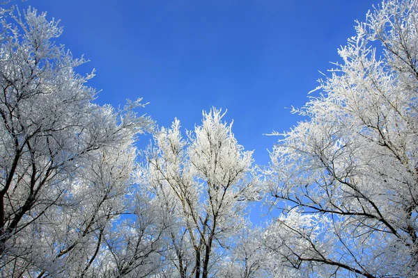 Зимняя фотография с ветками — стоковое фото