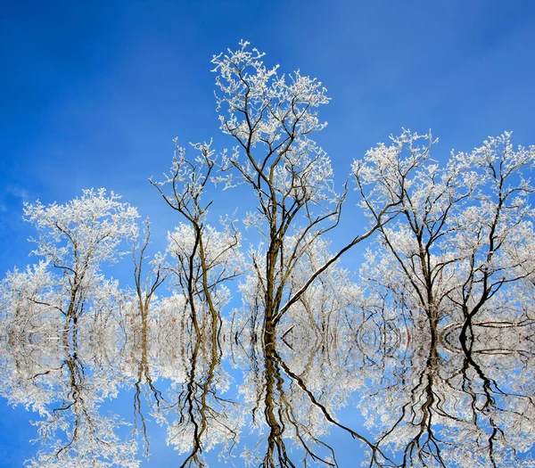 关于冬季棵漂亮的树 — 图库照片