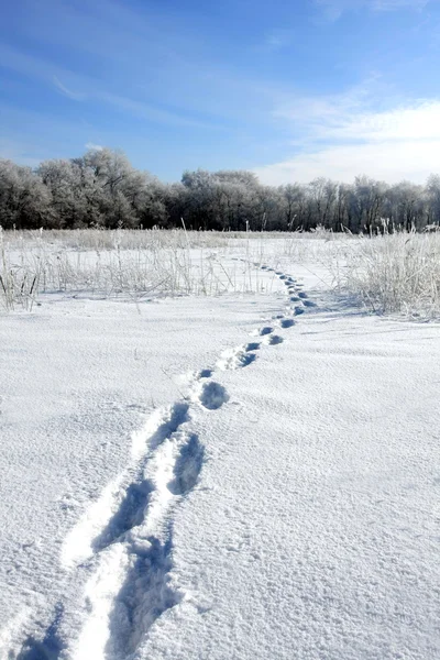 Track on the winter snowbound field — Stock Photo, Image