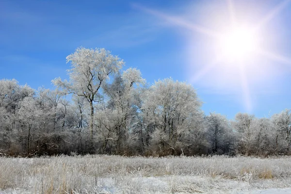 Sol no céu de inverno — Fotografia de Stock