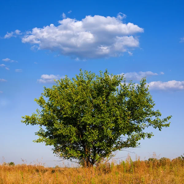 草原の木 — ストック写真
