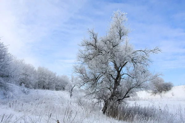 Paisaje de invierno con árbol — Foto de Stock