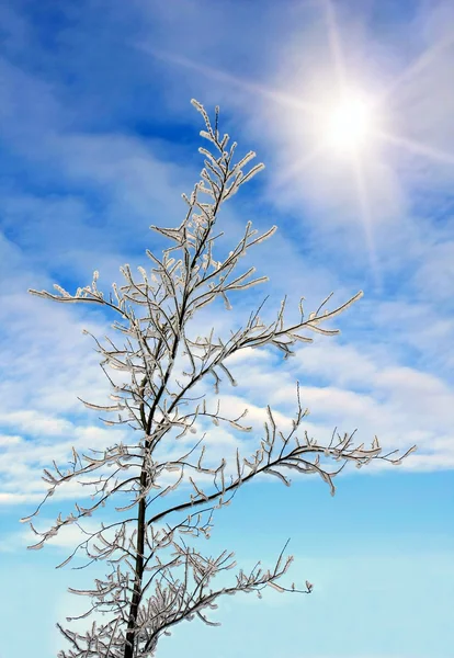 Ветка на голубом фоне неба с солнцем — стоковое фото