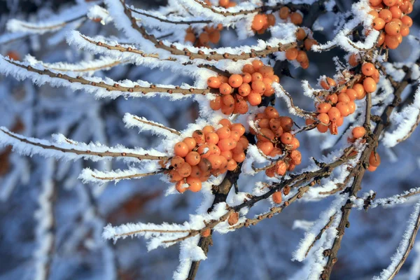Os ramos do mar-buckthorn — Fotografia de Stock