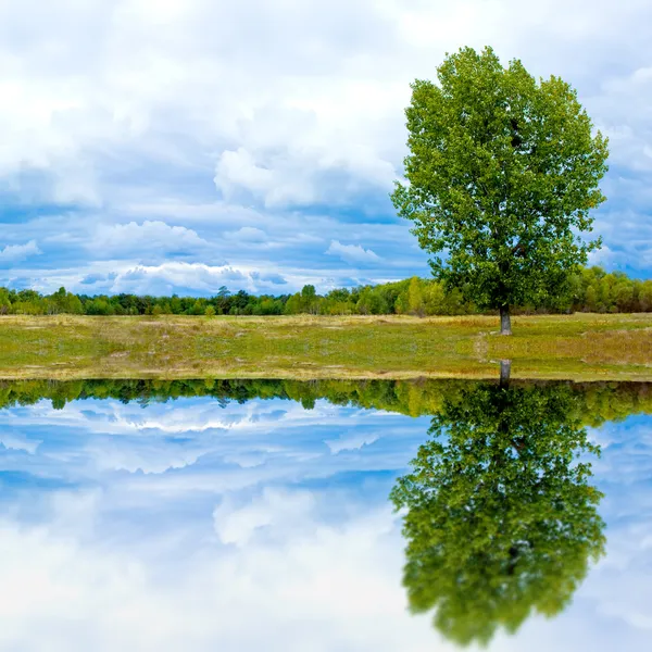 Paisagem com árvore e reflexão da água — Fotografia de Stock