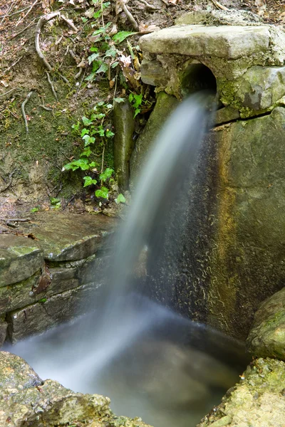 stock image Spring in forest