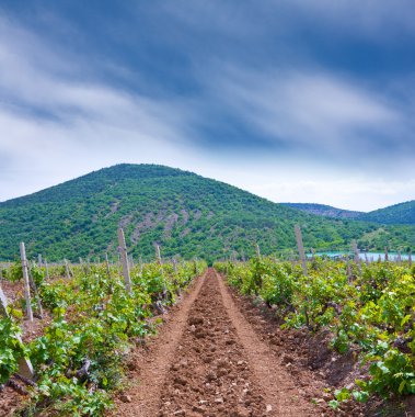 Vineyard Kırım