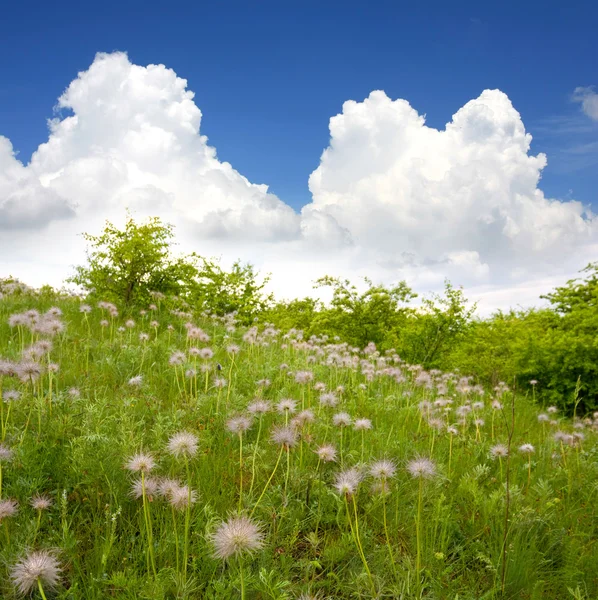 Groen veld met bloemen — Stockfoto