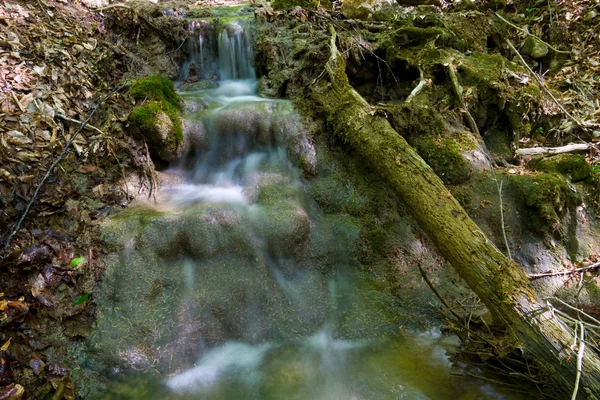 Cours d'eau en forêt — Photo