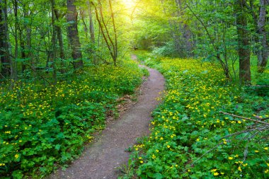 Path in green forest clipart