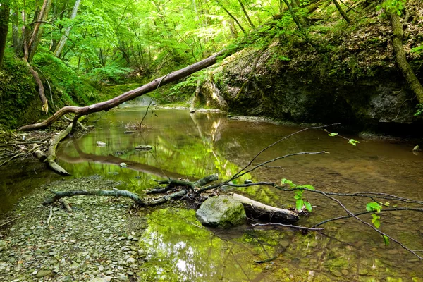 Řeka v lese — Stock fotografie