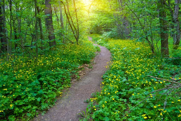 Percorso nel verde della foresta — Foto Stock