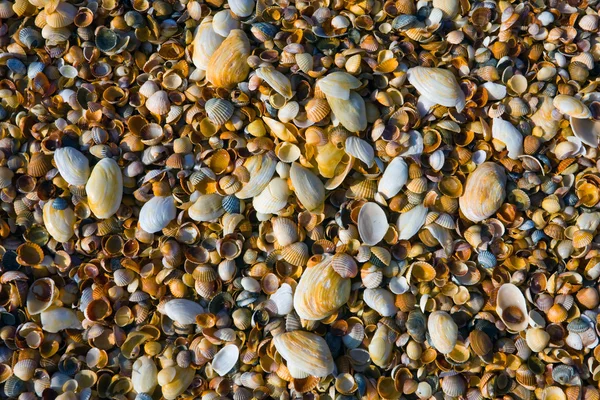 貝殻の背景 — ストック写真