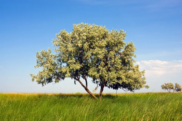 Árvore no prado verde — Fotografia de Stock