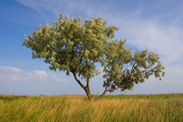 Alone tree in steppe — Stock Photo, Image