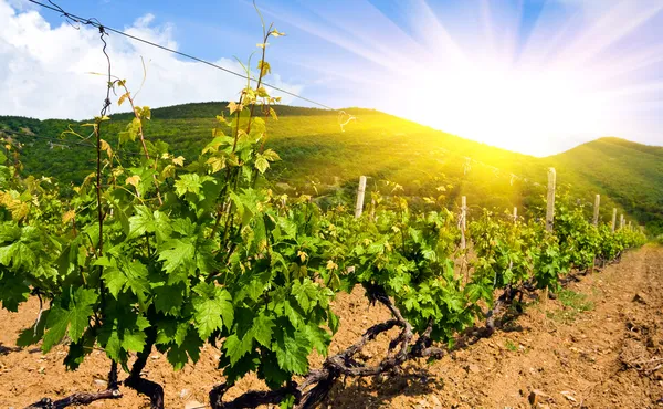 stock image Vineyard in mountains