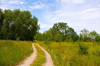 rut road Forest