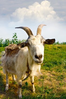 Rural billy goat on meadow clipart