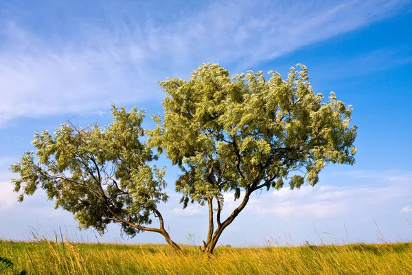 Bozkır'ın yalnız ağaçta — Stok fotoğraf
