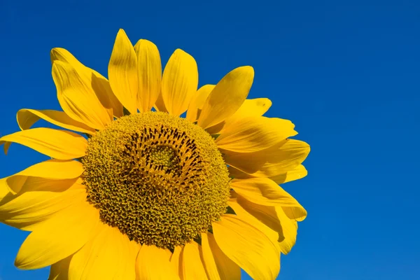 Schöne Sonnenblume — Stockfoto