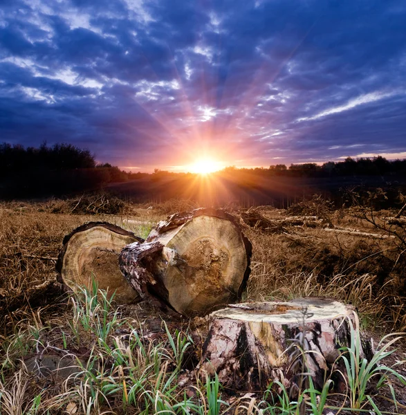 Sunset on forest clearing — Stock Photo, Image