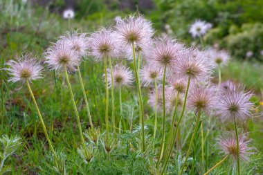 Pasqueflowers clipart