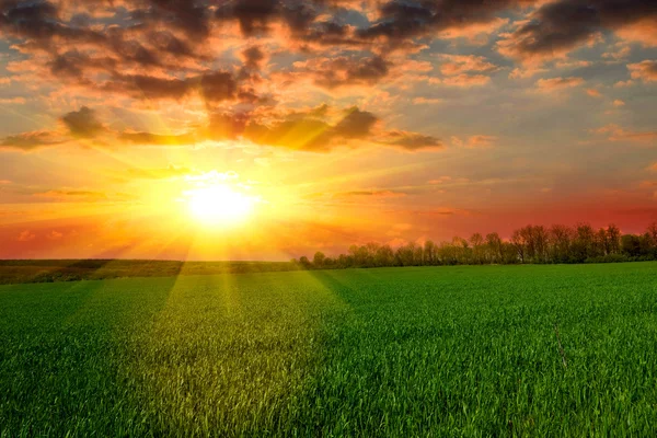Coucher de soleil tranquille sur le champ vert — Photo