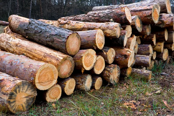 Brennholzlager im Wald — Stockfoto