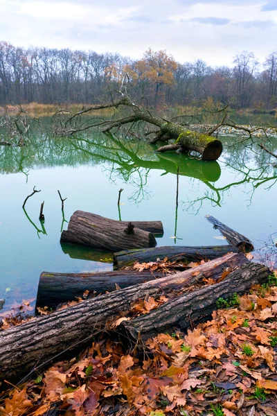 Pantano en el bosque — Foto de Stock
