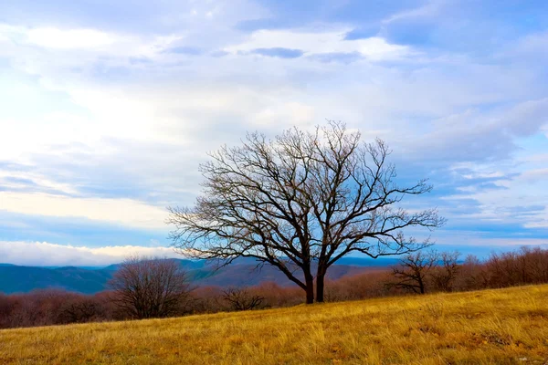 Yalnız dağ ağaçta — Stok fotoğraf