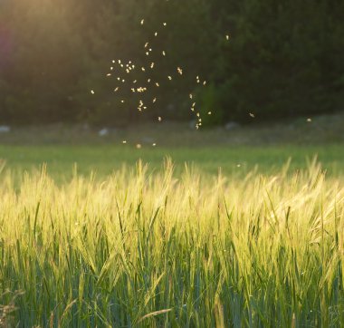 Midges flying over a meadow clipart