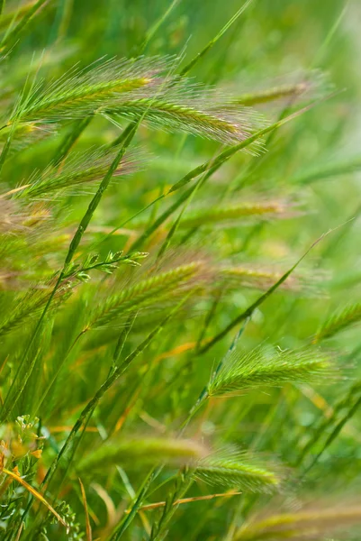 Grass in een weide — Stockfoto