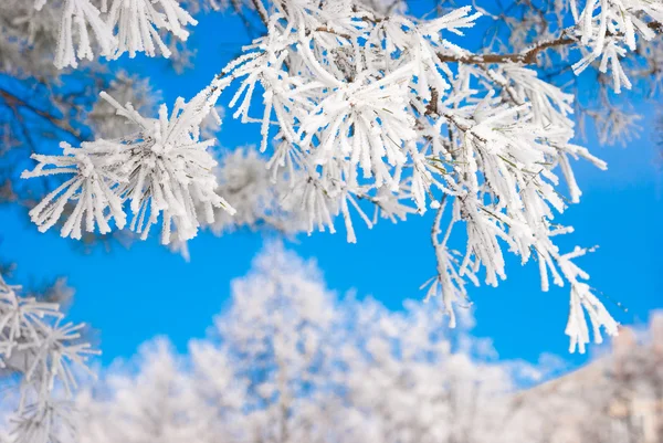 Ramas de pino en la nieve — Foto de Stock