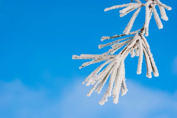 Соснові гілки на снігу — стокове фото