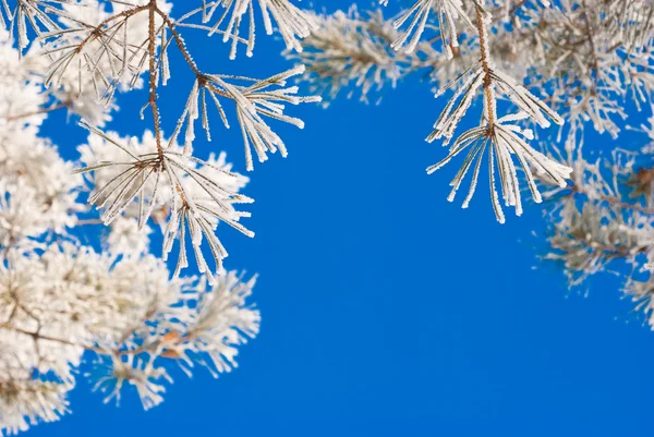 Dennentakken in de sneeuw — Stockfoto