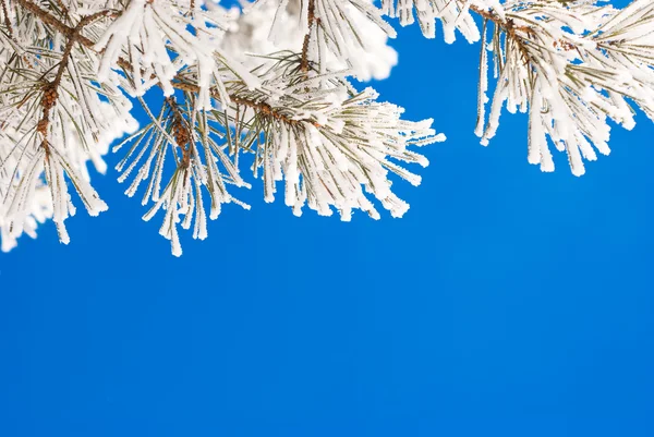 Karda çam dalları — Stok fotoğraf