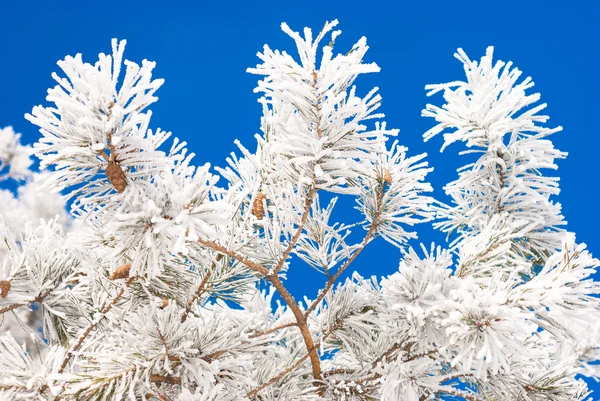 Karda çam dalları — Stok fotoğraf