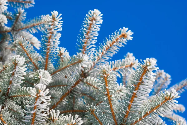 Rami di pino nella neve — Foto Stock