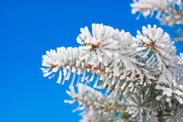 Borové větve ve ve sněhu — Stock fotografie