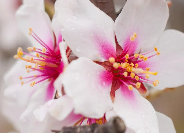 Peach flowers macro — Stock Photo, Image
