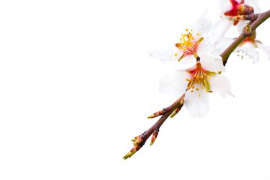 Şeftali çiçekleri makro