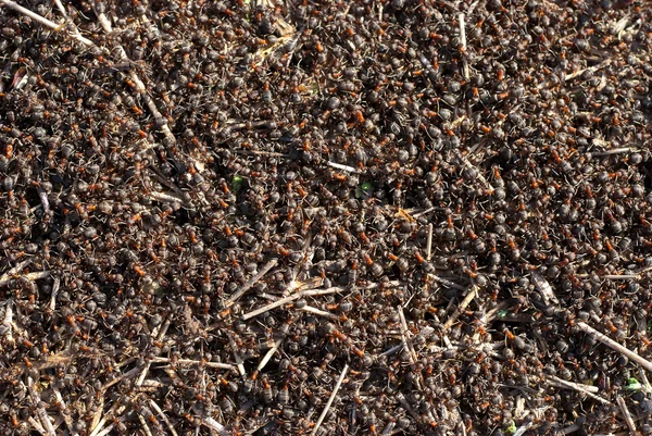 蚂蚁在蚁穴中爬网. — 图库照片