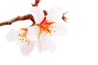 Peach flowers macro clipart