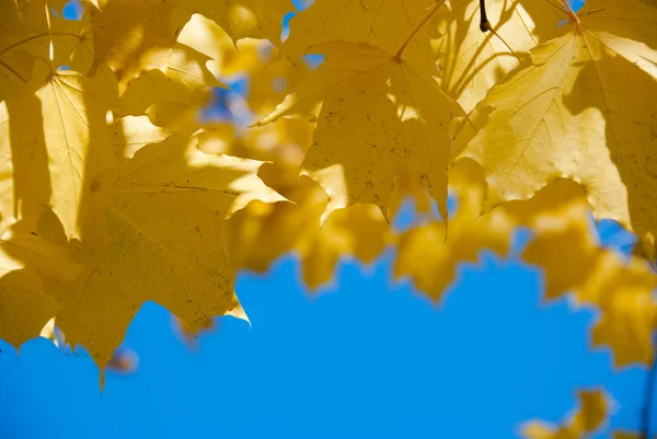 Maple laple against the blue sky — Stock Photo, Image