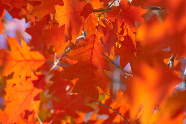 Red oak leaves close-up. — Stock Photo, Image