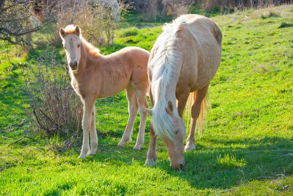 Mare and foal grazing — Stock Photo, Image