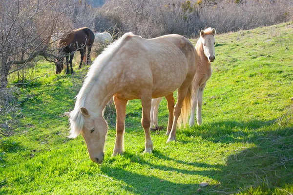 Лошади и жеребцы — стоковое фото