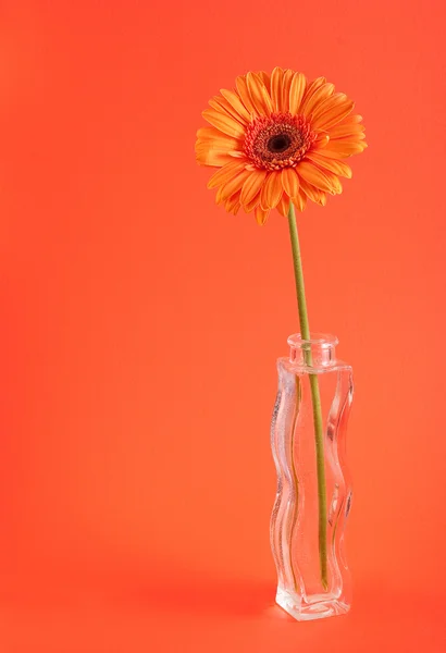 Оранжевая гербера в вазе — стоковое фото
